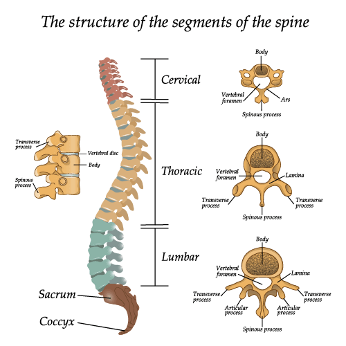 The lowback patient procedures for treatment by physical therapy